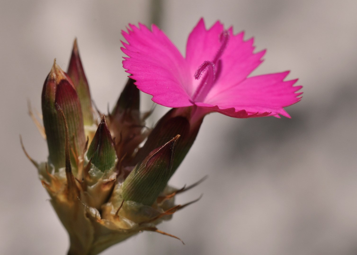 Dianthus cruentus - ΚΑΤΕΡΙΝΑ ΓΟΥΛΑ/ KATERINA GOULA