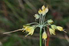 Allium flavum - ΚΑΤΕΡΙΝΑ ΓΟΥΛΑ/ KATERINA GOULA