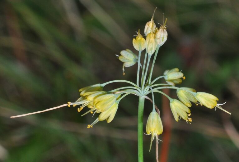 Allium-flavum