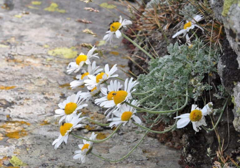 Anthemis-cretica-columnae