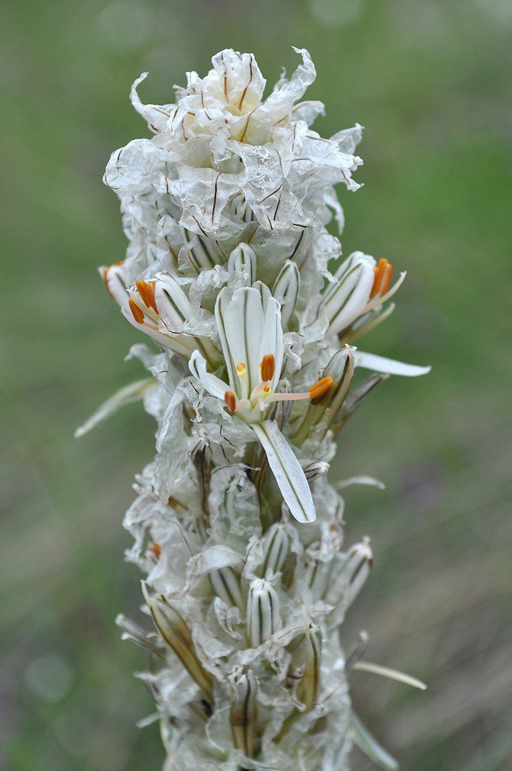 Asphodeline-taurica