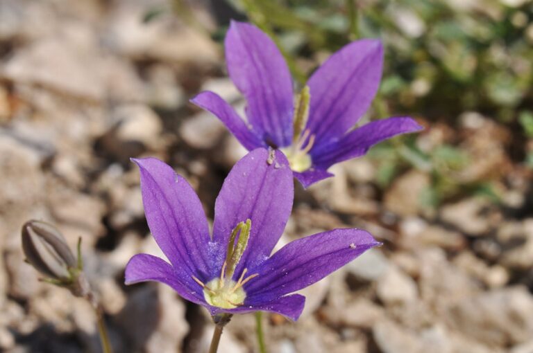 Campanula-hawkinsiana