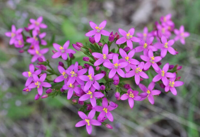 Centaurium-erythraea