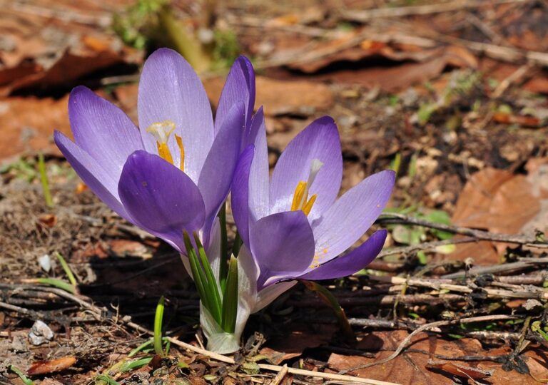 Crocus-veluchensis
