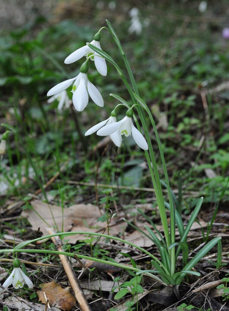 Galanthus-reginae-olgae