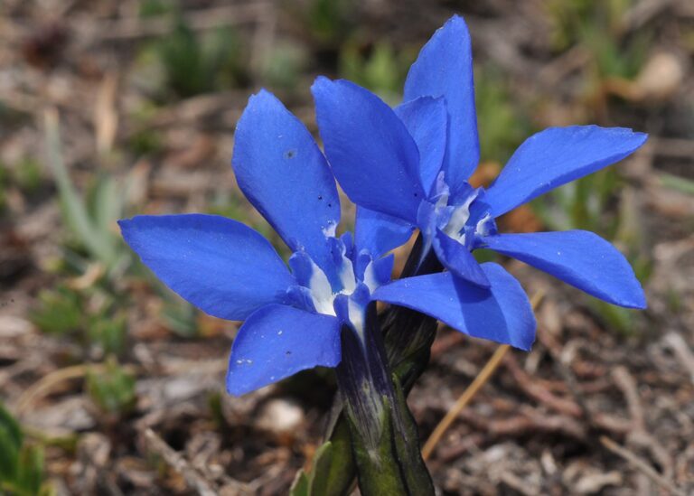 Gentiana-verna