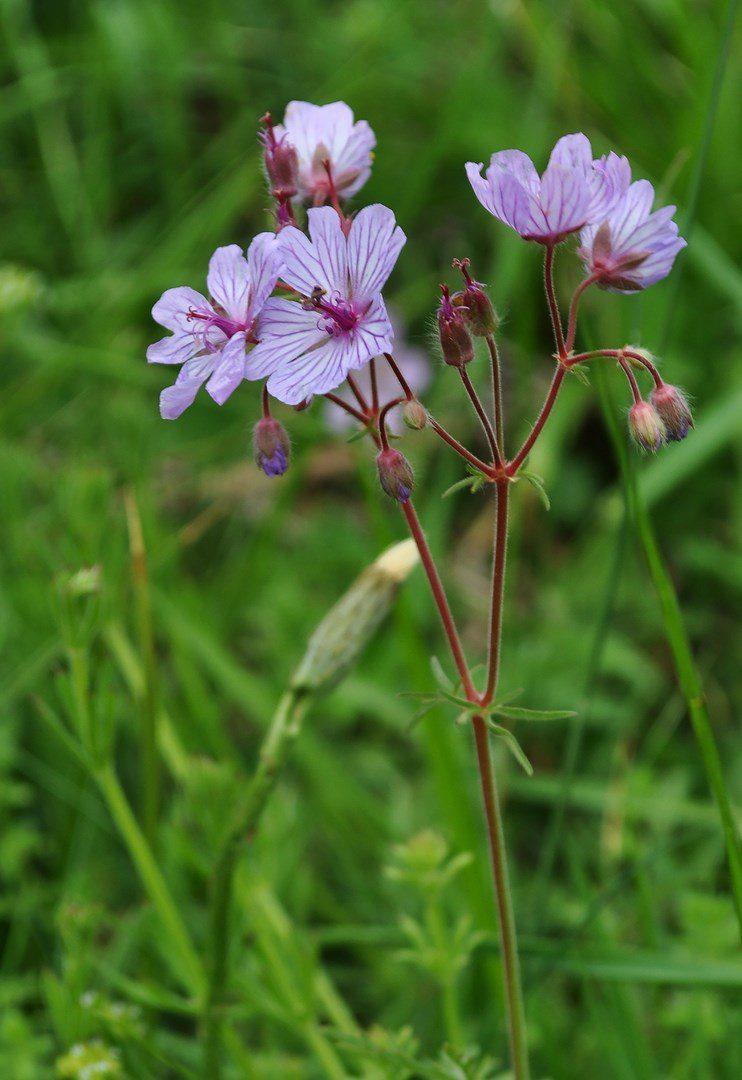 Geranium-macrostylum