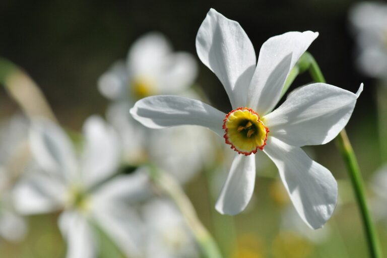 Narcissus-poeticus