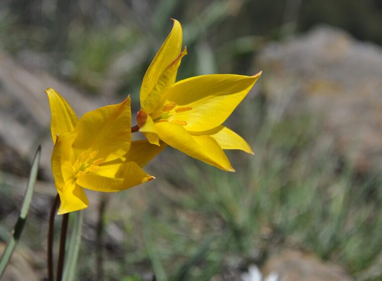 Tulipa-australis