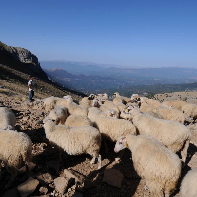 128 GSS MOURTZINIA MORO 150908 103-vikos-aoos-geopark