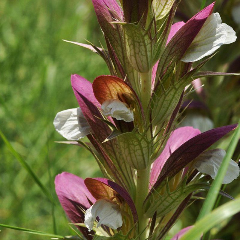 Acanthus balcanicus