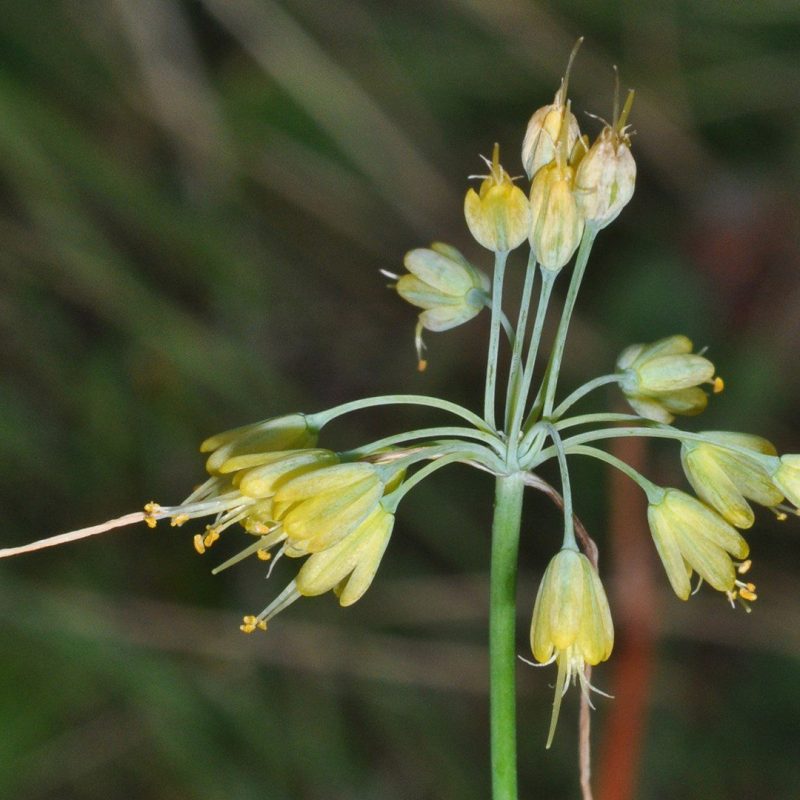 Allium-flavum