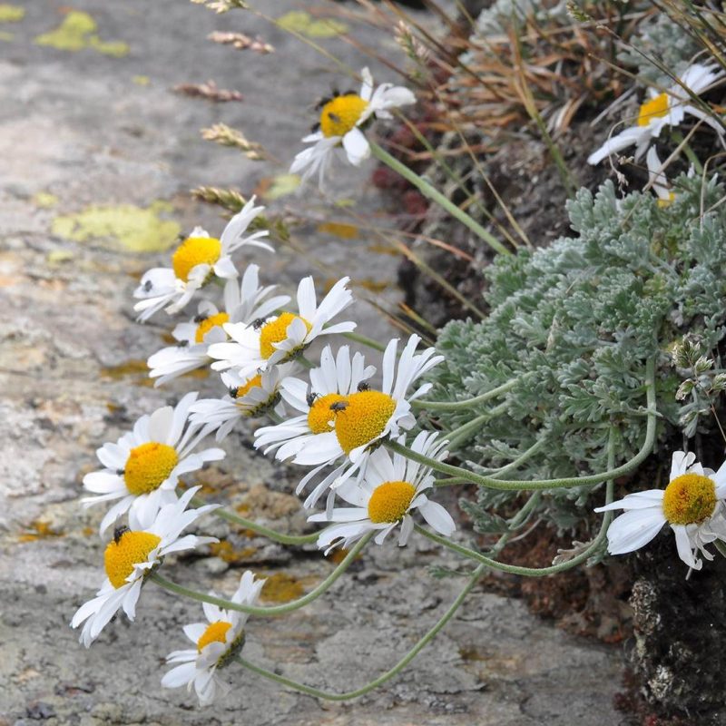 Anthemis cretica columnae