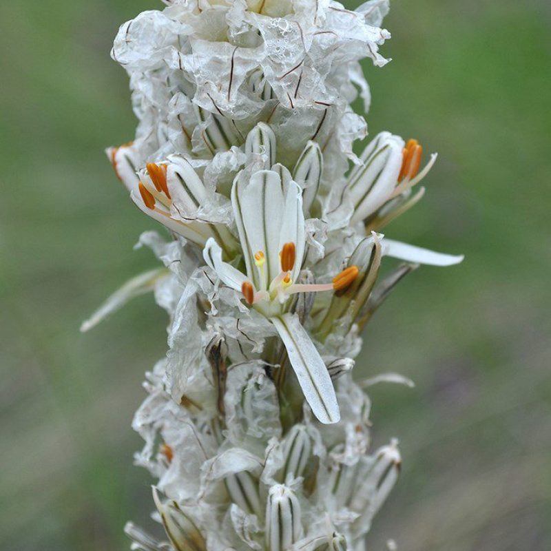 Asphodeline-taurica