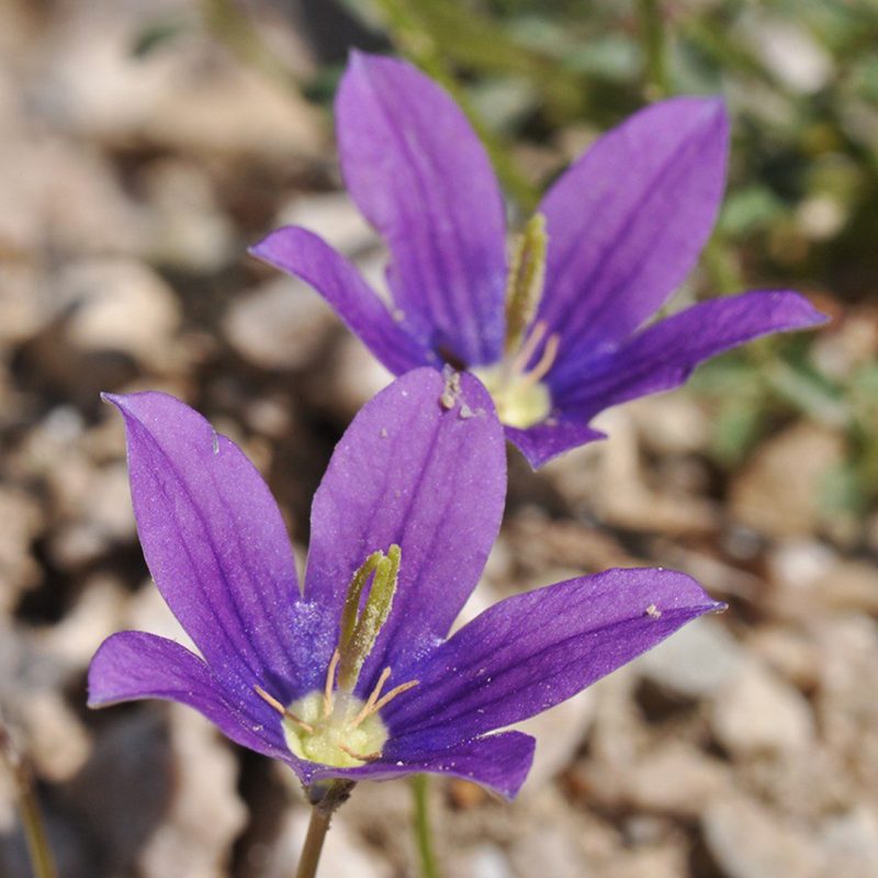 Campanula hawkinsiana