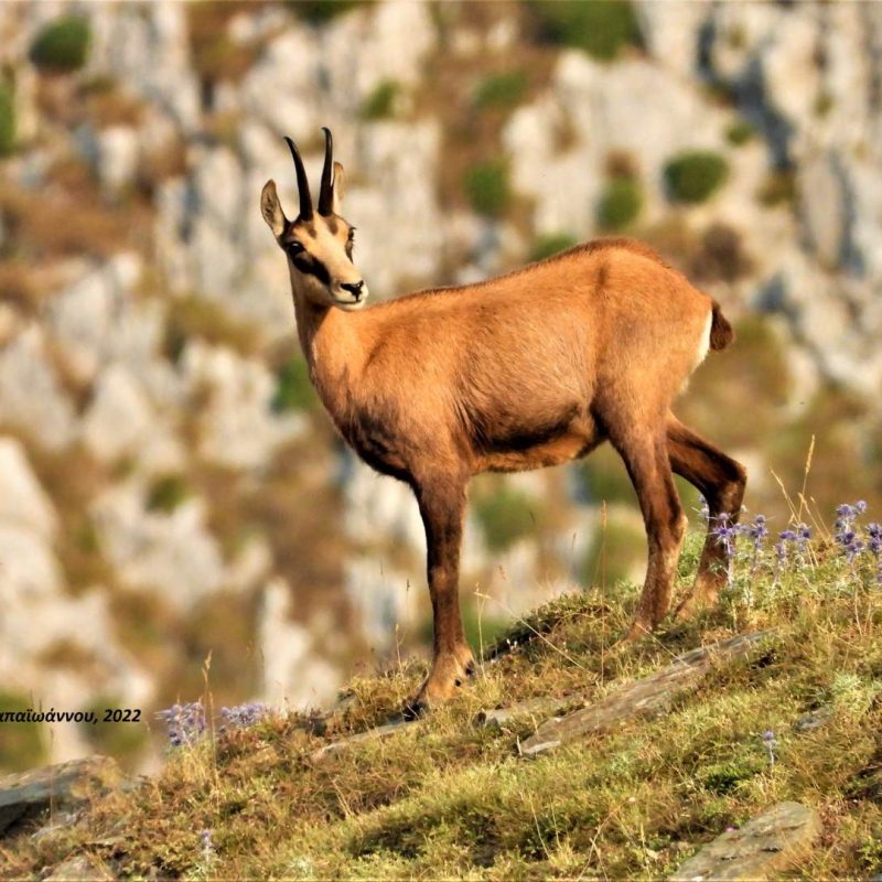 DSCN2748 (2)-panida-vikos-aoos-geopark