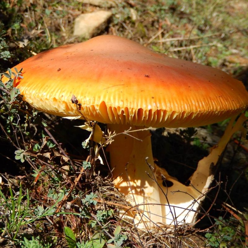 DSCN5089-xlorida-vikos-aoos-geopark