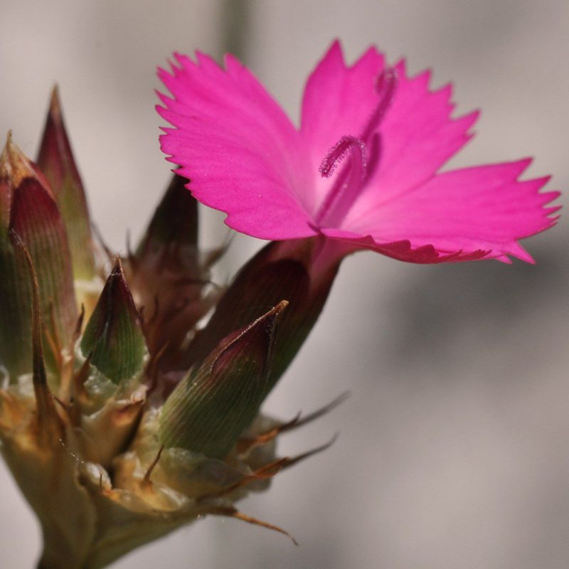 Dianthus cruentus