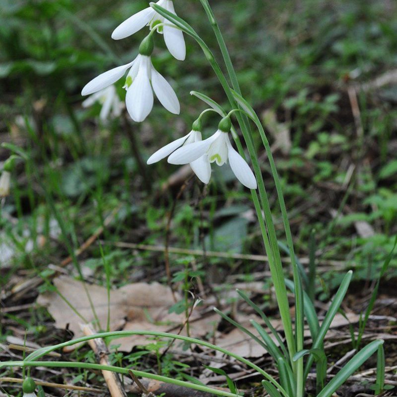 Galanthus reginae-olgae