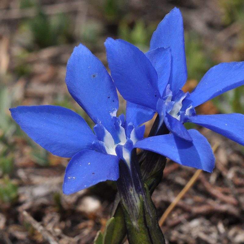 Gentiana-verna