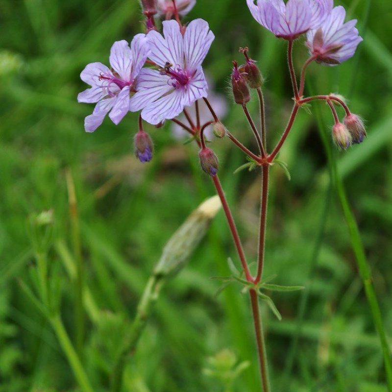 Geranium-macrostylum