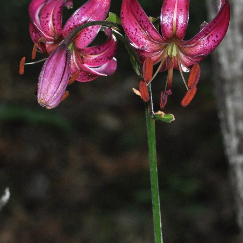 Martagon lily