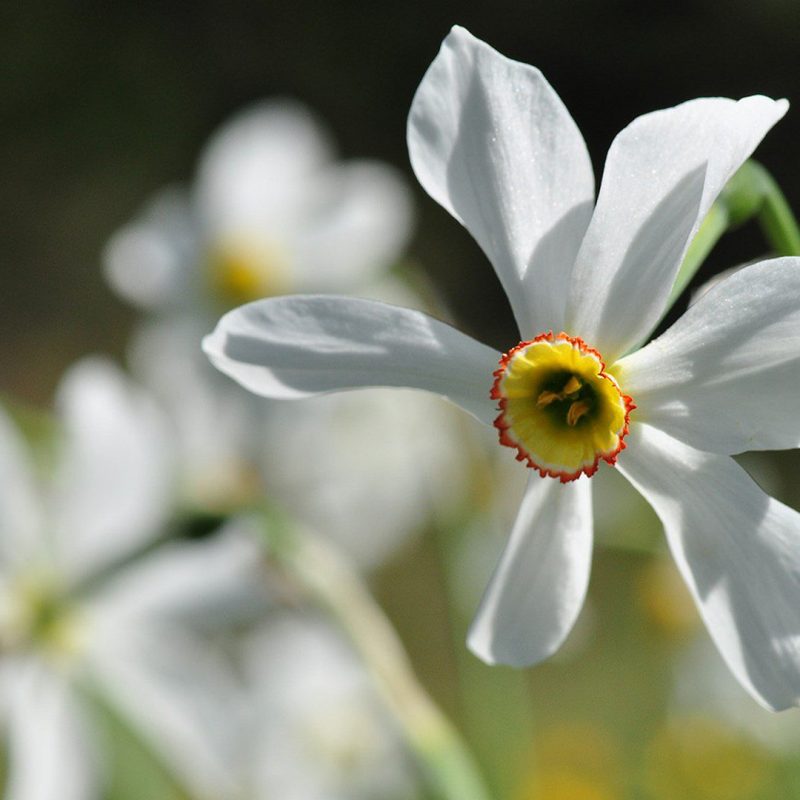Poet's narcissus