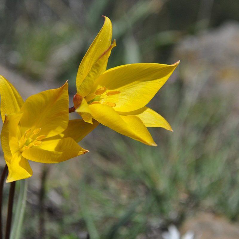 Tulipa-australis